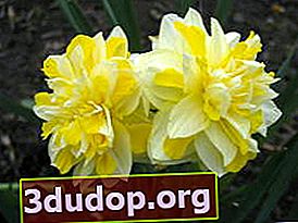 Narcissus Great Leap (kelompok terry)