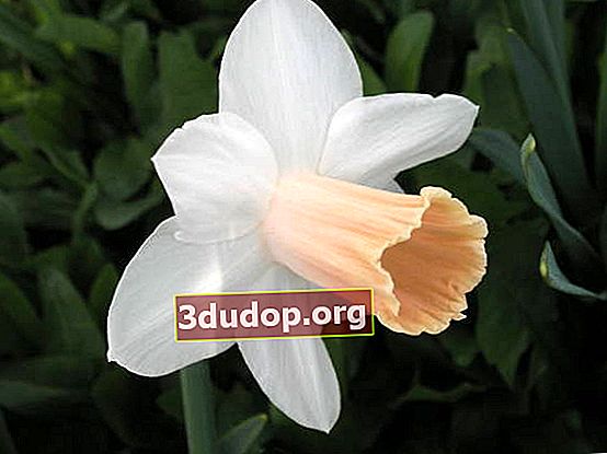 Narcissus Saat Fajar (kelompok tubular)