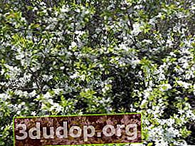 Duri liar (Prunus spinosa), berbunga besar-besaran