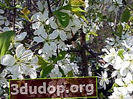 Vild tagg (Prunus spinosa), blommor