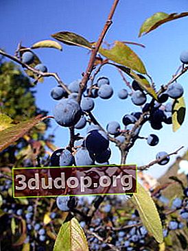 Blackthorn, atau plum berduri