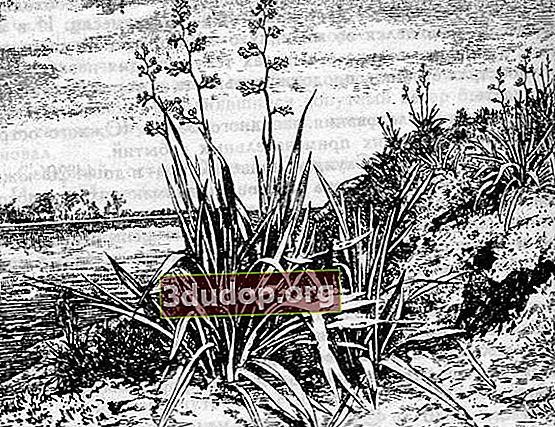 Flax New Zealand (ilustrasi dari buku oleh J. Verne