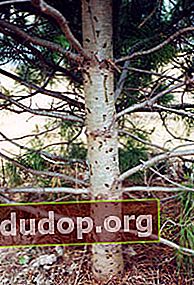 껍질 딱정벌레의 영향을받는 삼나무