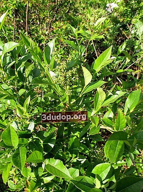 ライオニアイボタノキ（Lyonia ligustrina）
