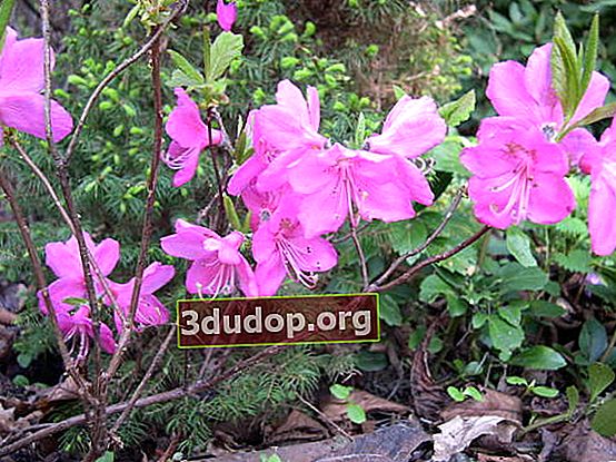 Rhododendron ของ Albrecht (Rhododendron albrechtii)