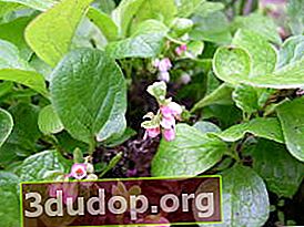Redberry (Vaccinium praestans)