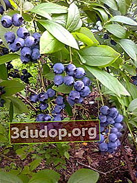 Bleuet bouclier, ou myrtille haute (Vaccinium corymbosum)