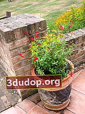 Salvia rouge à alésage fin et son cultivar rouge-blanc Hot Lips