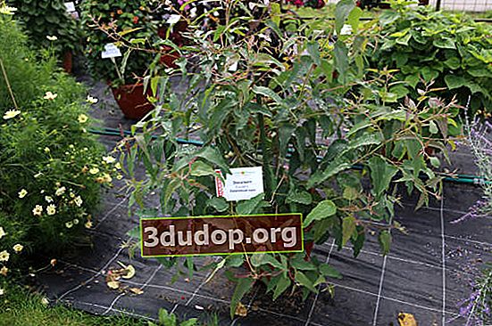 Lemon eucalyptus (Corymbia citriodora) Ozon