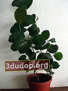 Kokkoloba 베리 베어링, 어린 식물