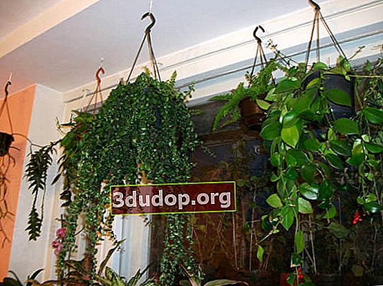 Plantes en suspensions près de la fenêtre