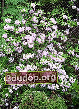 Album de Rhododendron vaseyi