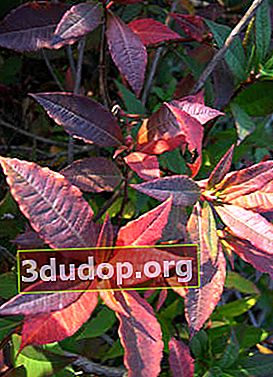 Album Rhododendron vaseyi en automne