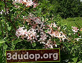 진달래 arborescens (Rhododendron arborescens)