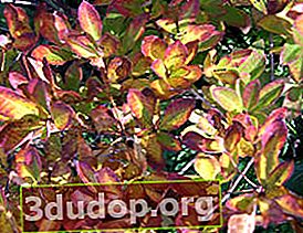 Rhododendron arborescens (Rhododendron arborescens) di musim gugur