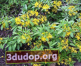 Rhododendron kuning (Rhododendron luteum)
