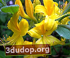 Rhododendron kuning (Rhododendron luteum) di musim gugur