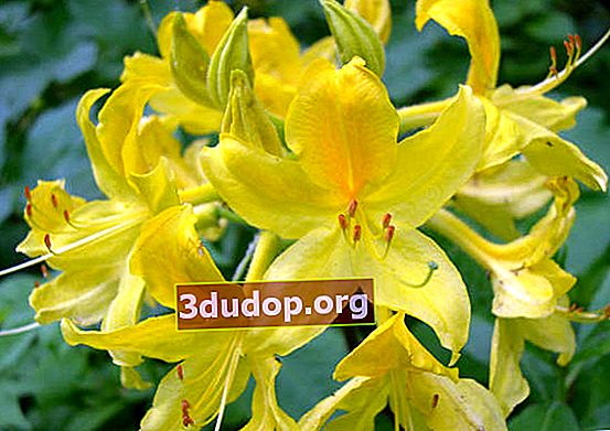Rhododendron kuning (Rhododendron luteum) Macranthum