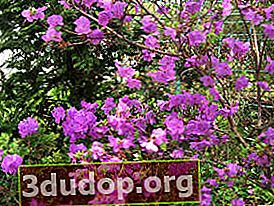 Rhododendron runcing (Rhododendron mucronulatum)