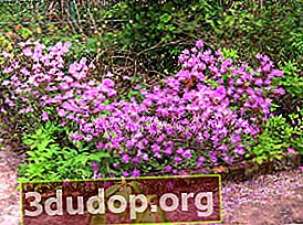 Rhododendron canadensis (Rhododendron canadense)
