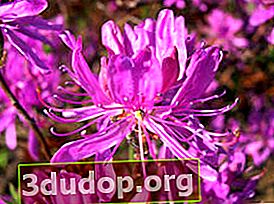 Rhododendron canadensis (Rhododendron canadense)