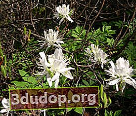 진달래 canadense (Rhododendron canadense) Albiflorum