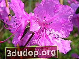 진달래 뾰족한 (Rhododendron mucronulatum)