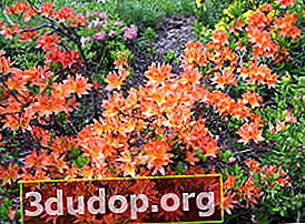 코스 테르의 진달래 (Rhododendron x kosterianum)
