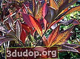 Rhododendron Koster (Rhododendron x kosterianum) di musim gugur