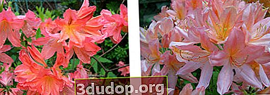 Rhododendron hybride n ° 43/19 du rhododendron de Koster