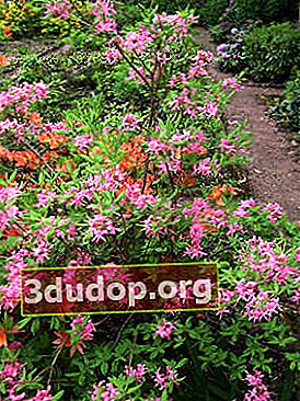 진달래 장미 (Rhododendron roseum)