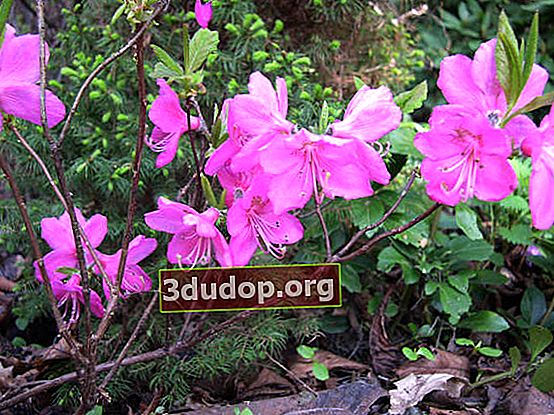 알브레히트 진달래 (Rhododendron albrechtii)