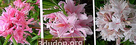 Rhododendron rose (Rhododendron roseum), variété de couleurs de fleurs