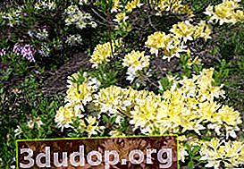 일본 부드러운 진달래 (Rhododendron molle ssp. japonicum) Aureum