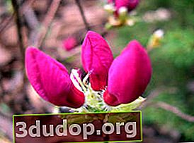 알브레히트 진달래 (Rhododendron albrechtii)