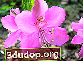 Rhododendron Albrecht (Rhododendron albrechtii)
