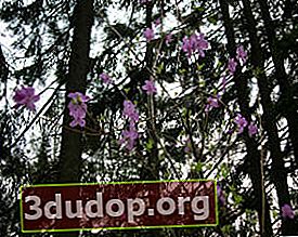 진달래 dauricum (Rhododendron dauricum)