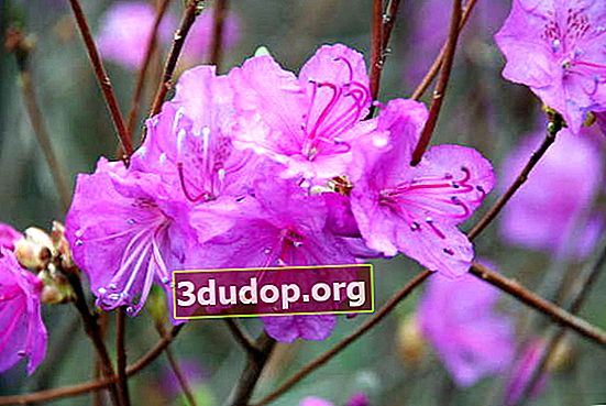 Rododendron daurian