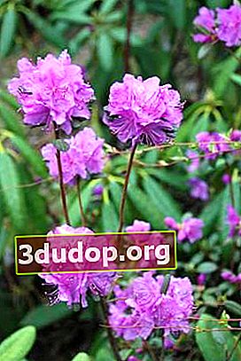 Rhododendron sihotinsky
