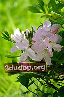 Rhododendron Schlippenbach