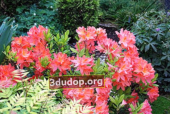 Rhododendron Jepang