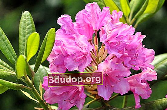 Université d'Helsinki de rhododendrons hybrides