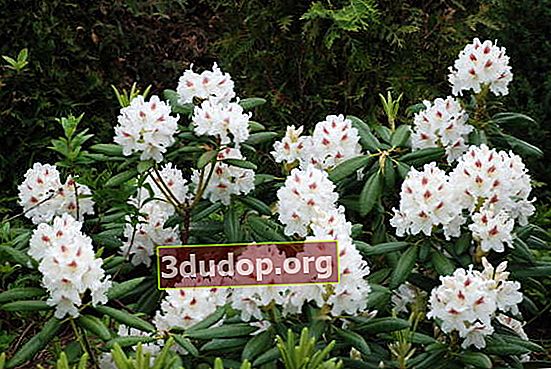 Hibrid Rhododendron Peter Tigerstedt