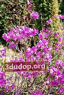 Rhododendron Daurian
