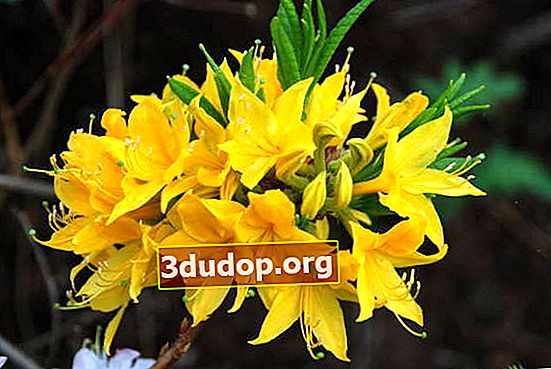 Rododendron galben