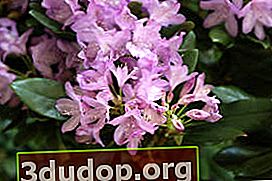 Rhododendron Katevba Boursault