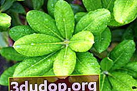 Rhododendron katevbinsky, daun
