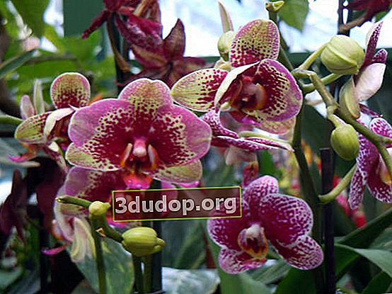 Hibrid Phalaenopsis