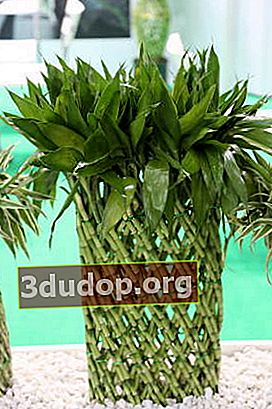 ドラセナサンデラ、または幸福の竹