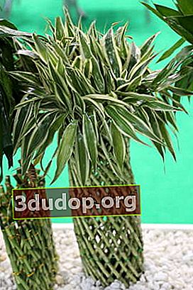 ドラセナサンデラ、または幸福の竹